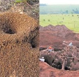 சிகரம் ஏறும் சிற்றெறும்பு