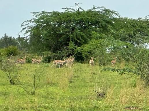 சுற்றுலா பயணியரை ஈர்க்கும் தாவரகொப்பா விலங்குகள் சரணாலயம்