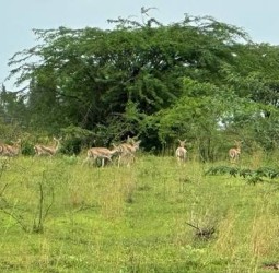 சுற்றுலா பயணியரை ஈர்க்கும் தாவரகொப்பா விலங்குகள் சரணாலயம்