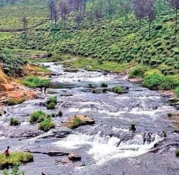 தென்கிழக்கு வாசமல்லி