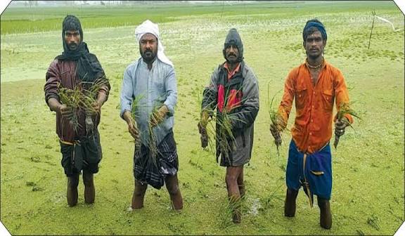 தஞ்சாவூர் மாவட்டத்தில் 2,000 ஏக்கர் சம்பா, தாளடி நெற்பயிரை சூழ்ந்த மழைநீர்