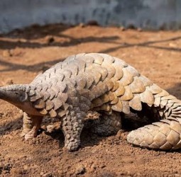 உலகளவில் அதிகரித்த வனவிலங்கு கடத்தல்