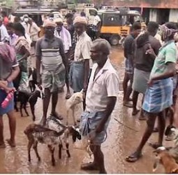 மேலப்பாளையம் சந்தையில் ரூ.2.52 கோடிக்கு ஆடுகள் விற்பனை!