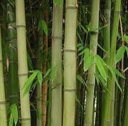 மூங்கில் மூங்கில்