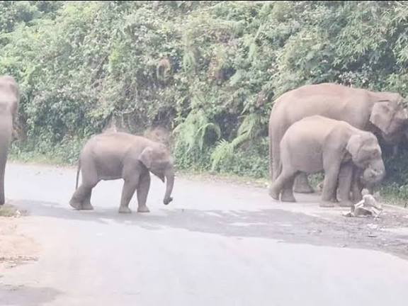 கேரளாவிலிருந்து இடம்பெயரும் யானைகள்: வனத்துறை எச்சரிக்கை