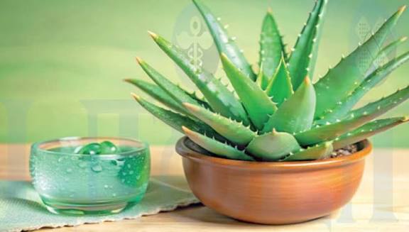 ஆரோக்கியம் காக்கும் கற்றாழை!