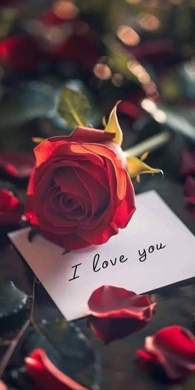 காதல் ரோஜா