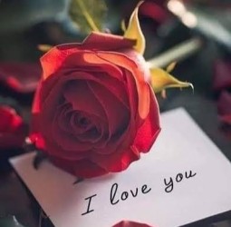 காதல் ரோஜா