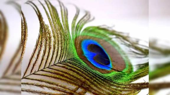 மயிலிறகு (அ) மயிற்பீலி