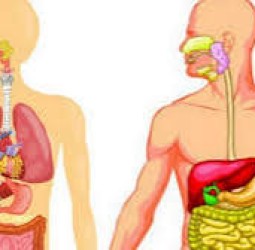 உடலில் உள்ள நச்சுகள் நீங்குமாமே!