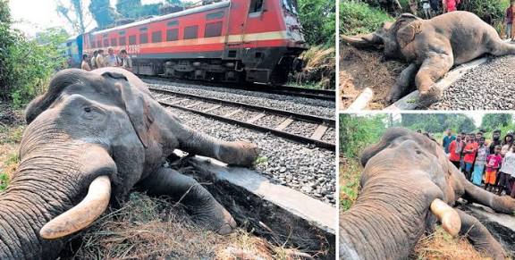 அசாமில் ராஜ்தானி எக்ஸ்பிரஸ் மோதி 7 யானைகள் உயிரிழப்பு!