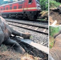 அசாமில் ராஜ்தானி எக்ஸ்பிரஸ் மோதி 7 யானைகள் உயிரிழப்பு!