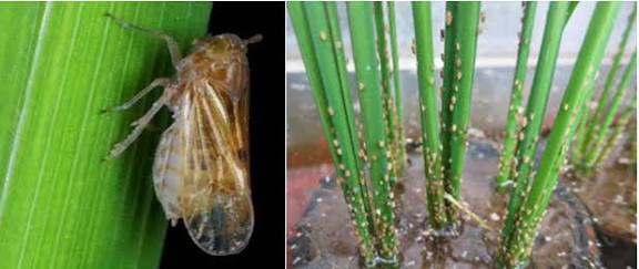 நெற்பயிரை தாக்கும் புகையான் பூச்சி வேளாண் அதிகாரிகள் விளக்கம்