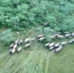 ஓசூர் வனப் பகுதியில் திக்குத் தெரியாமல் சுற்றித் திரியும் வலசை யானைகள் கூட்டம்!