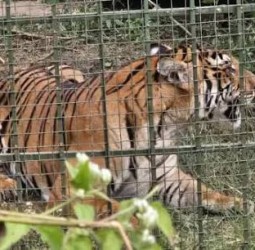 கூடலூரில் மூதாட்டியைக் கொன்ற புலி கூண்டில் சிக்கியது