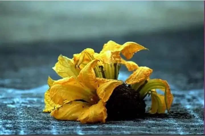 மார்கழி மாதத்தில் ஏன் வாசல் கோலத்தில் பூசணிப்பூ வைக்கிறோம்... இதுல இத்தனை விஷயமிருக்கா?!