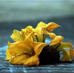 மார்கழி மாதத்தில் ஏன் வாசல் கோலத்தில் பூசணிப்பூ வைக்கிறோம்... இதுல இத்தனை விஷயமிருக்கா?!