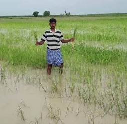 நீரில் மூழ்கிய பயிர்களை பாதுகாக்க எடுக்க வேண்டிய நடவடிக்கைகள்