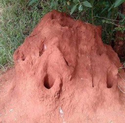 கரையான் புற்று