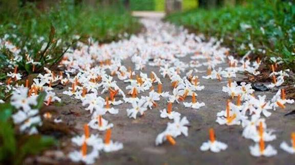 தேவலோக புனித மரம் பவளமல்லியின் மிரள வைக்கும் தெய்வீக ரகசியம்!