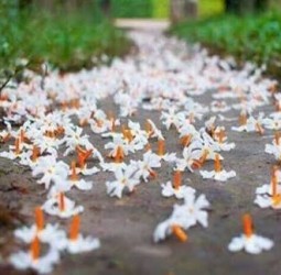 தேவலோக புனித மரம் பவளமல்லியின் மிரள வைக்கும் தெய்வீக ரகசியம்!