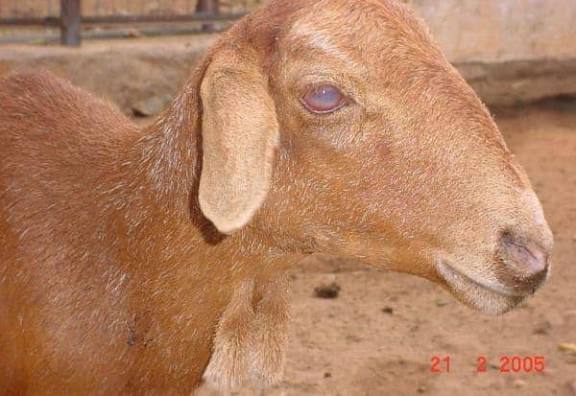 செம்மறி ஆடுகளின் கண்களில் வீக்கம்; நீர்க்கசிவு