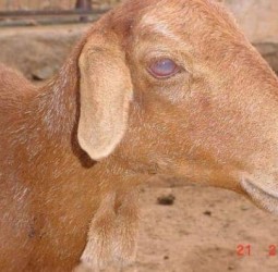 செம்மறி ஆடுகளின் கண்களில் வீக்கம்; நீர்க்கசிவு