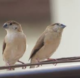 தேடு.....கூடு