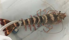 இறால் விலை சரிவால் மீனவா்கள் வேதனை