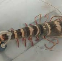 இறால் விலை சரிவால் மீனவா்கள் வேதனை