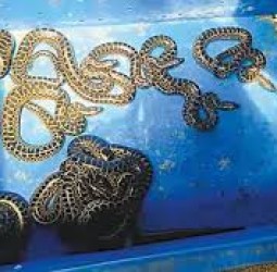 வண்டலூர் உயிரியல் பூங்கா: 10 குட்டிகளை ஈன்ற அனகோண்டா பாம்பு