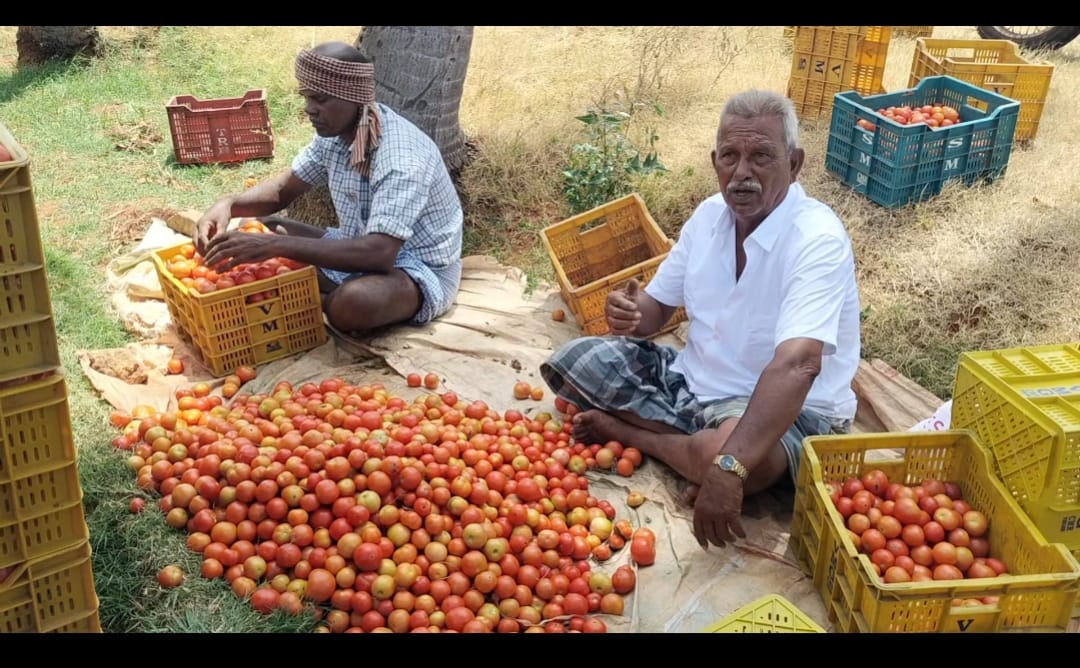 சின்னமனூர் சுற்றுவட்டார பகுதிகளில் தக்காளி விவசாயம் செய்த விவசாயிகள் விலையில்லாமல் வேதனை