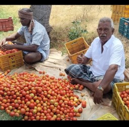 சின்னமனூர் சுற்றுவட்டார பகுதிகளில் தக்காளி விவசாயம் செய்த விவசாயிகள் விலையில்லாமல் வேதனை