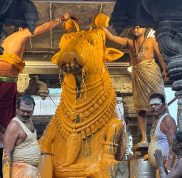 பெரிய நந்திபகவானுக்கு சிறப்பு அபிஷேகம்