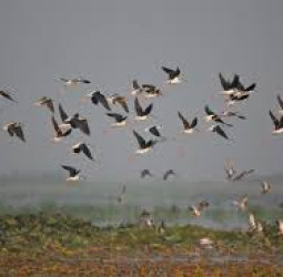 பறவைக்கூட்டம்