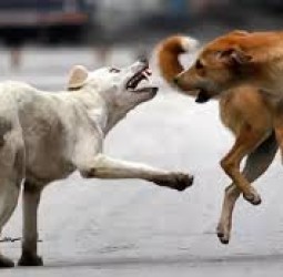 தெரு நாய்களை கருணைக் கொலை செய்ய தமிழ்நாடு அரசு அனுமதி