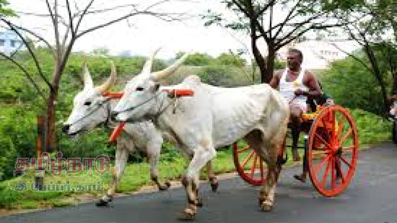 மாட்டு வண்டி மாட்டுவண்டி.....