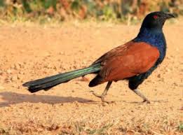 ஆண்பால் பறவை மற்றும் மிருகங்களின் உடலில் உள்ள தெய்வீக பொருட்களும் மருத்துவ பலன்களும்