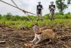 கண்ணிவெடிகளை கண்டுபிடித்து அழிக்க உதவும் மோப்ப எலிகள்