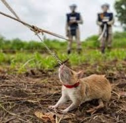 கண்ணிவெடிகளை கண்டுபிடித்து அழிக்க உதவும் மோப்ப எலிகள்