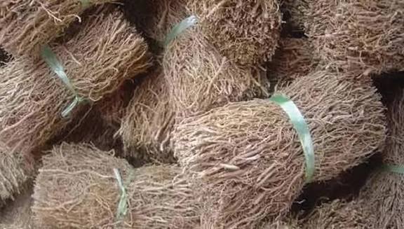 வெட்டிவேரின் மகத்துவம்!