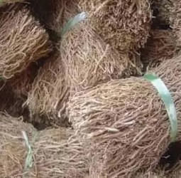 வெட்டிவேரின் மகத்துவம்!