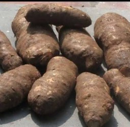 கருணை கிழங்கை அடிக்கடி உணவில் சேர்த்து வந்தால் என்னென்ன நன்மைகள் கிடைக்கும் தெரியுமா?