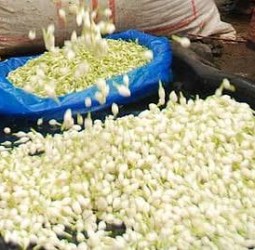 தொடர் பனி, மழை எதிரொலி: மதுரையில் ஒரு கிலோ மல்லிகைப்பூ ரூ.4,500-க்கு விற்பனை