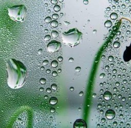 துளிப்பாக்கள்