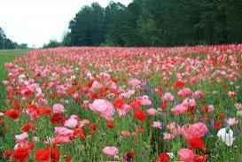 நந்தவனம்.....