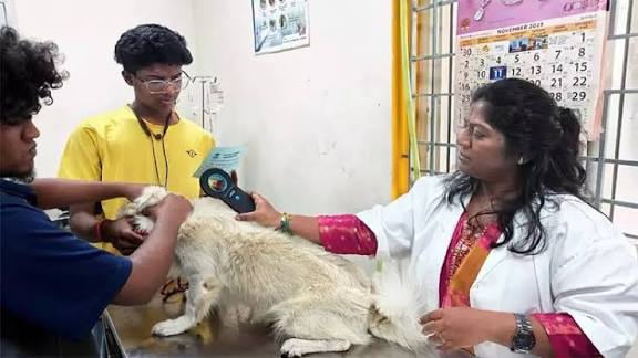 சென்னை மாநகராட்சி 2-ம் கட்ட சிறப்பு முகாம் 2,552 செல்லப் பிராணிகளுக்கு தடுப்பூசி, ‘மைக்ரோ சிப்’ பொருத்தப்பட்டது