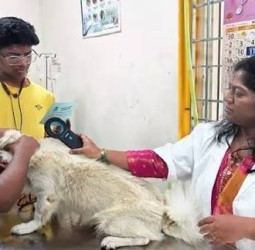 சென்னை மாநகராட்சி 2-ம் கட்ட சிறப்பு முகாம் 2,552 செல்லப் பிராணிகளுக்கு தடுப்பூசி, ‘மைக்ரோ சிப்’ பொருத்தப்பட்டது