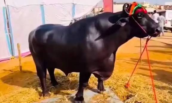 ரூ.23 கோடி எருமை மாடு உயிரிழப்பு; காப்பீட்டு தொகைக்காக கொலையா? கொந்தளித்த நெட்டிசன்கள்