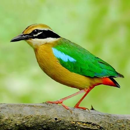 ஓடப்பரா?உயரப்பரா?